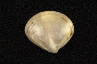 藏品(普通文蛤)的圖片